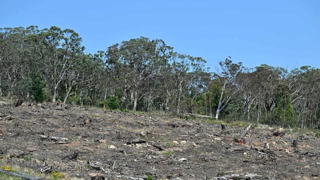Long way to go to stop lending for deforestation