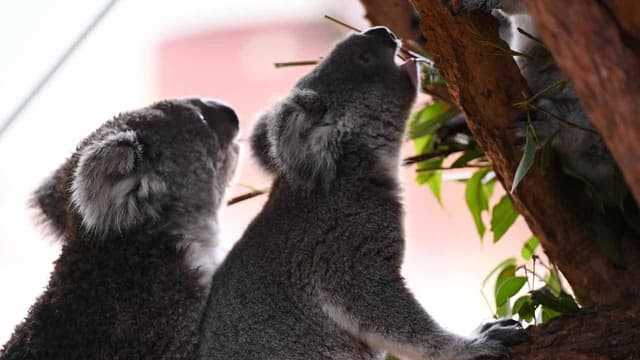 Activists in court action over aerial koala cull