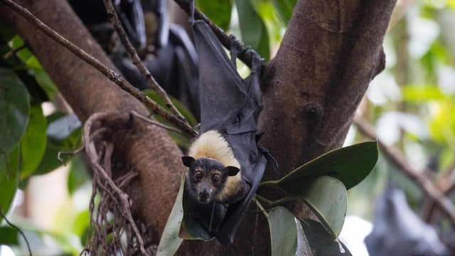 'Invariably fatal' rare bat virus claims another victim