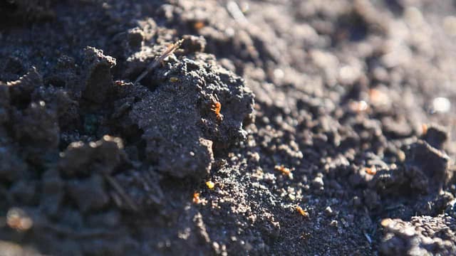 Fire ants in coal mine sound agriculture alarm