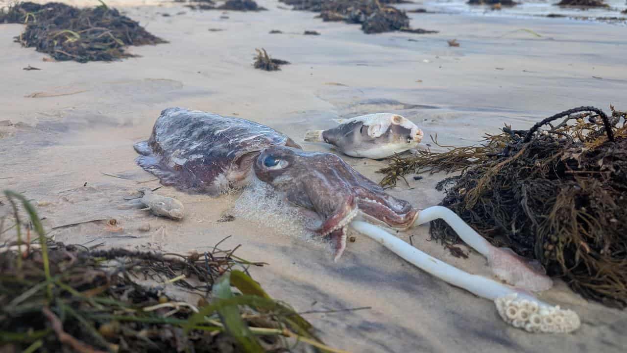 Natural and a disaster but no fed help for algal bloom