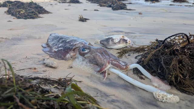Natural and a disaster but no fed help for algal bloom