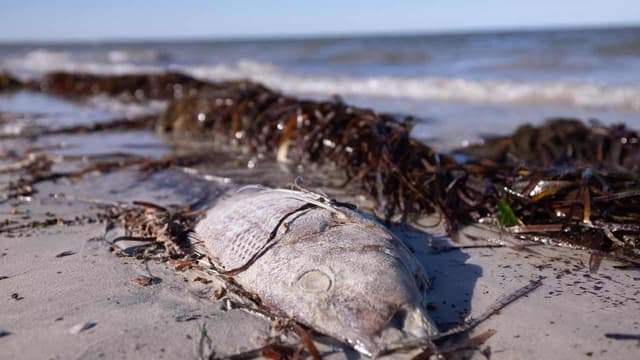Call for help with big algal bloom choking coastal life