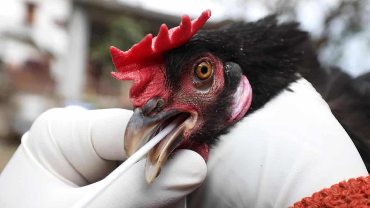 No truth in claims birds can't get flu: experts