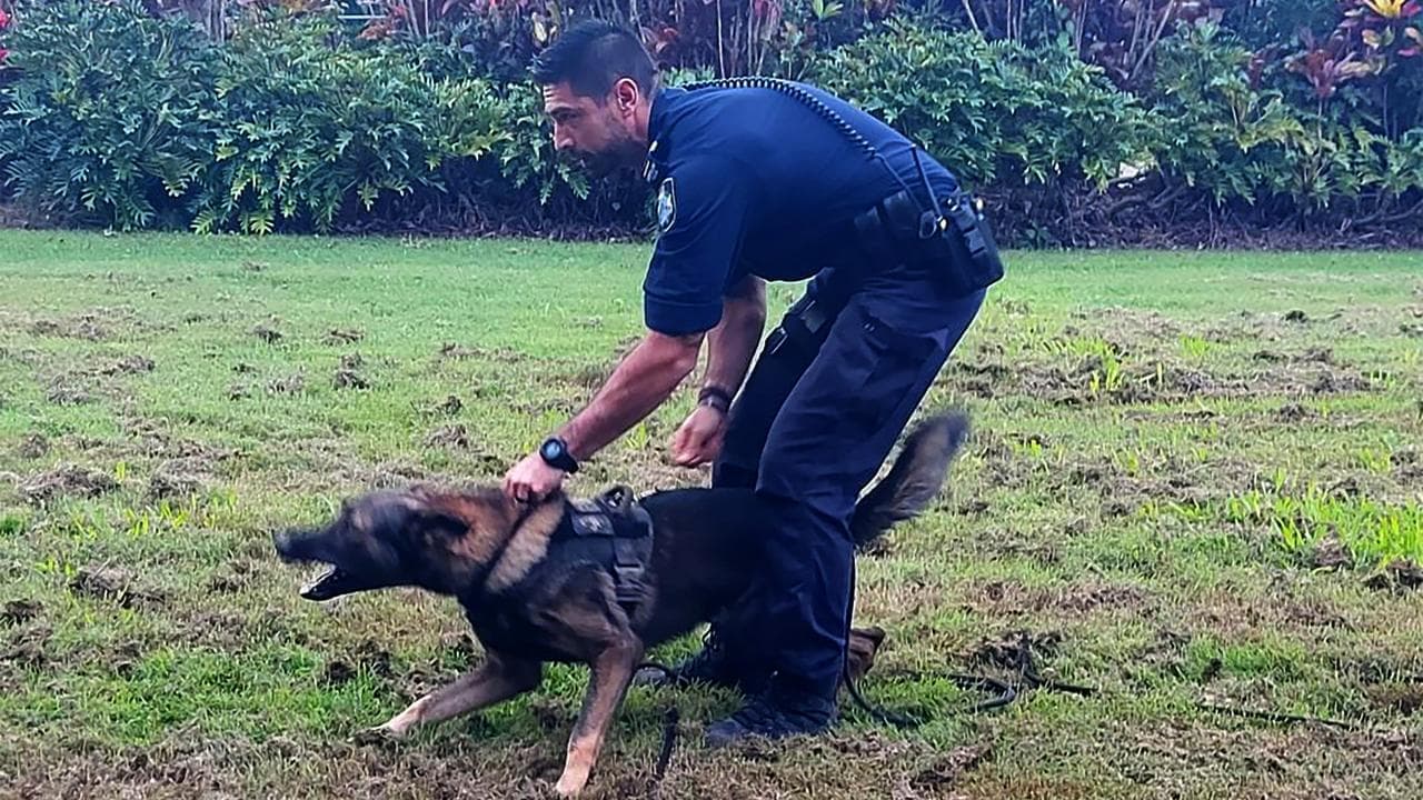 Highway pursuit ends with 'traumatic' dog bites for man
