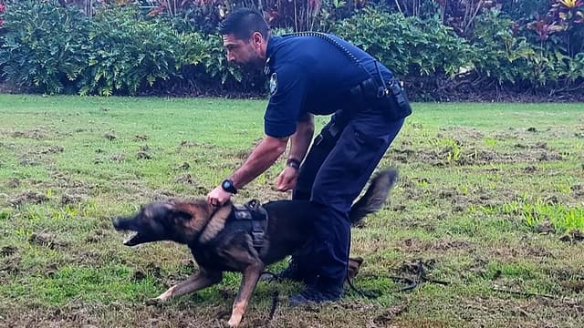 Highway pursuit ends with 'traumatic' dog bites for man