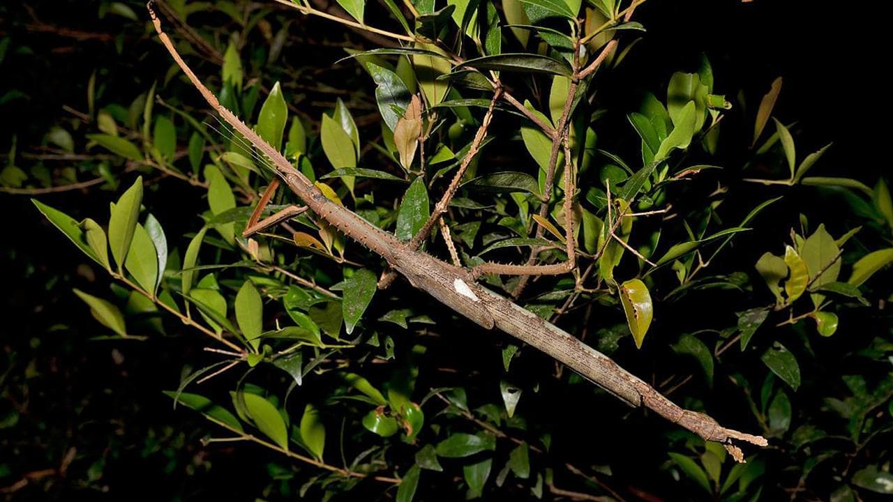 Naming newly discovered giant insect a sticking point