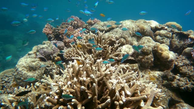Coral coverage crashes after 'unheard of' heat events