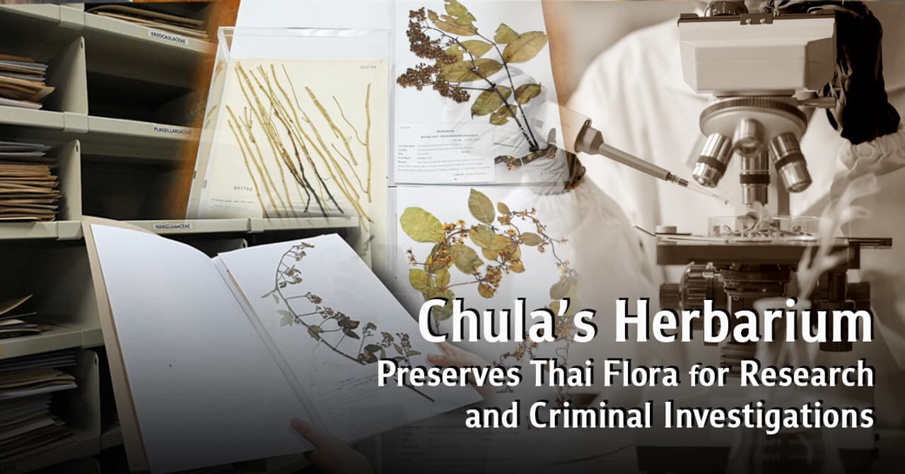 Chulalongkorn University's Herbarium Preserves Thai Flora for Research and Criminal Investigations