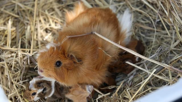 Pet guinea pigs kill and cook claim sparks prison probe
