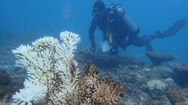 Worst bleaching on record for coral reef ecosystems