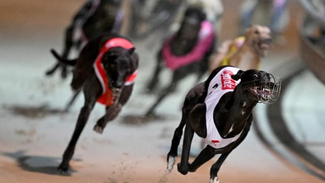 Ending greyhound racing could save taxpayers $450m