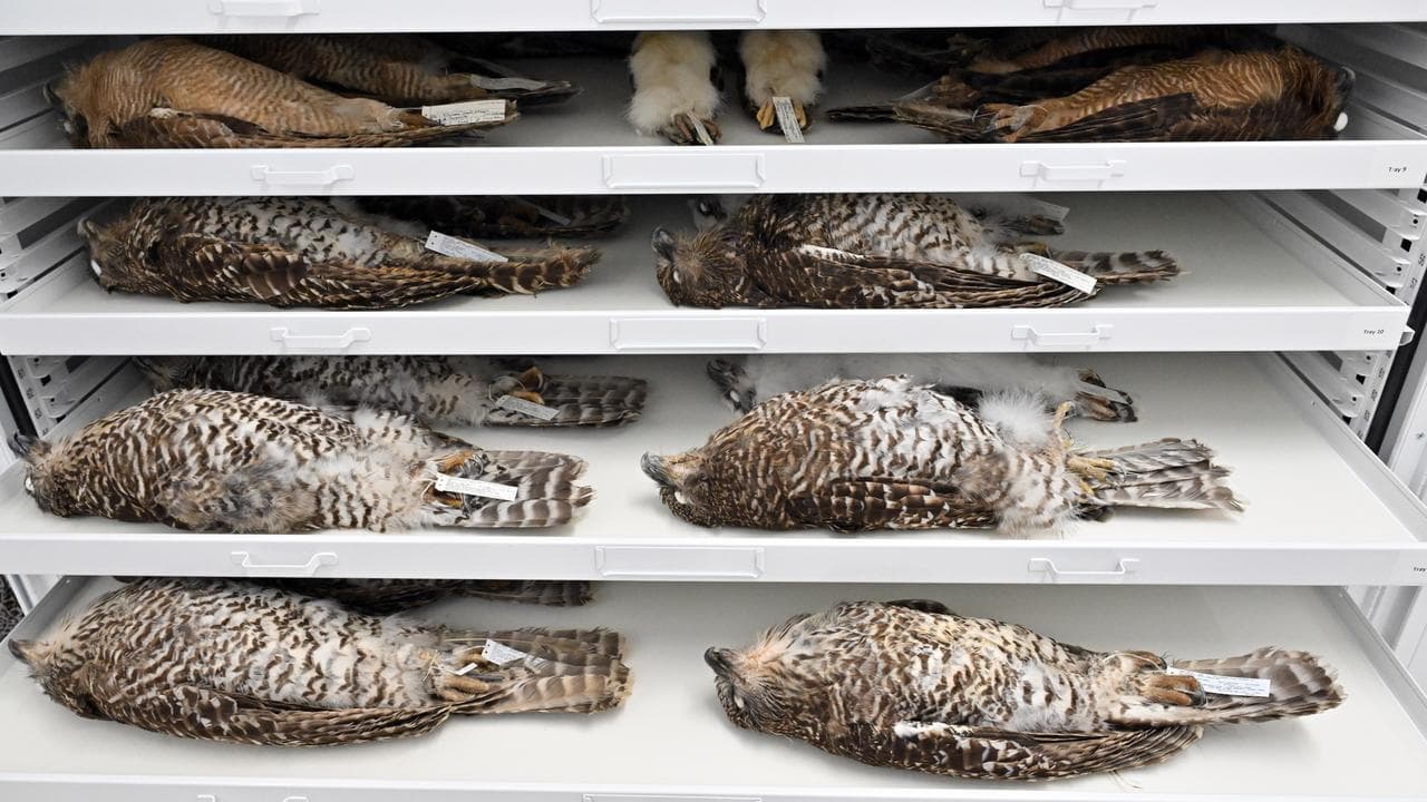 Climate adaptation secrets hidden in reptilian genes