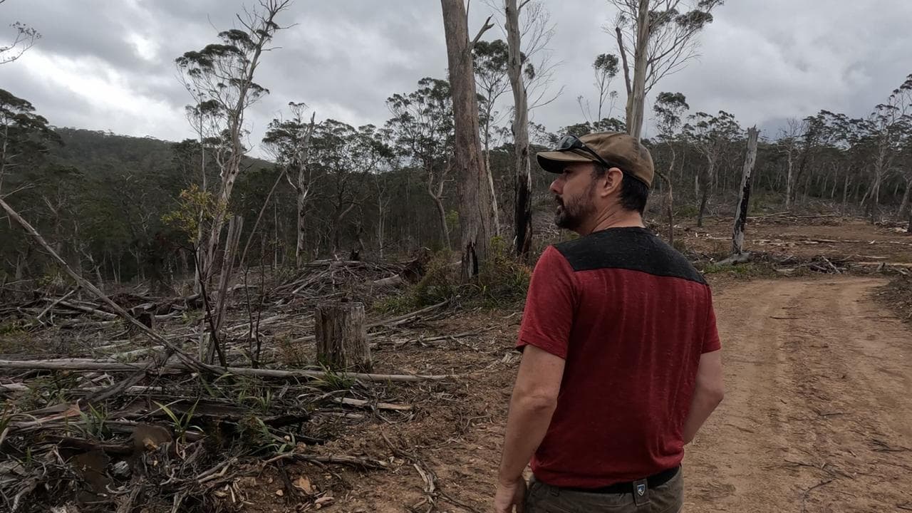 'Serial offender' charges prompt calls to end logging