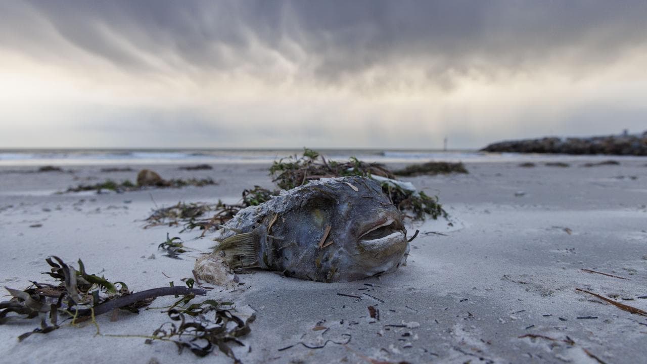 Veterans on frontline for algal bloom response