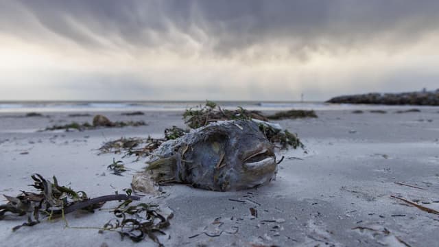 Veterans on frontline for algal bloom response