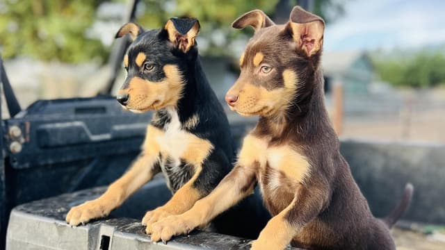 Mates' smiling faces a window into life on the land