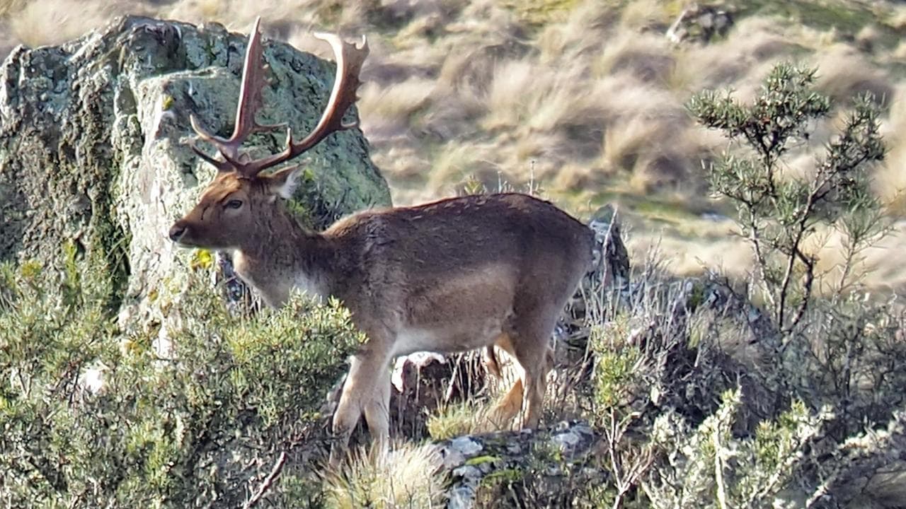 Wild deer 'failure': unexpected jump in feral numbers