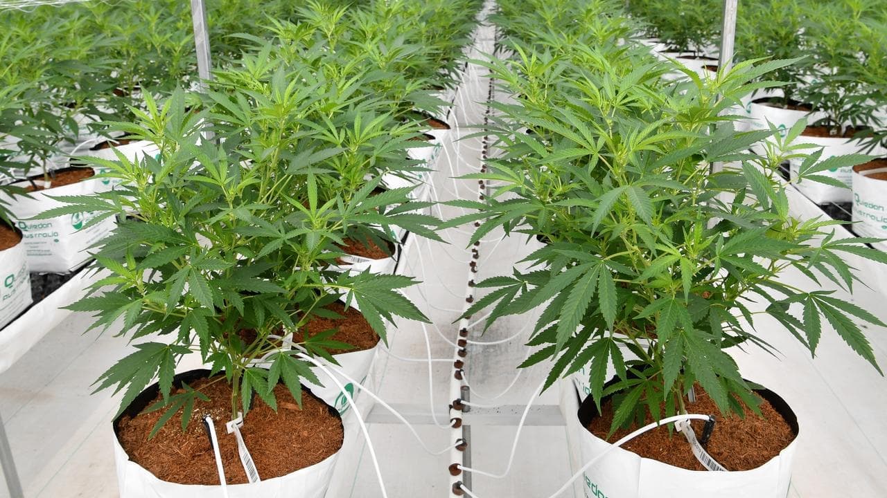 Medicinal cannabis being 'exploited' through telehealth