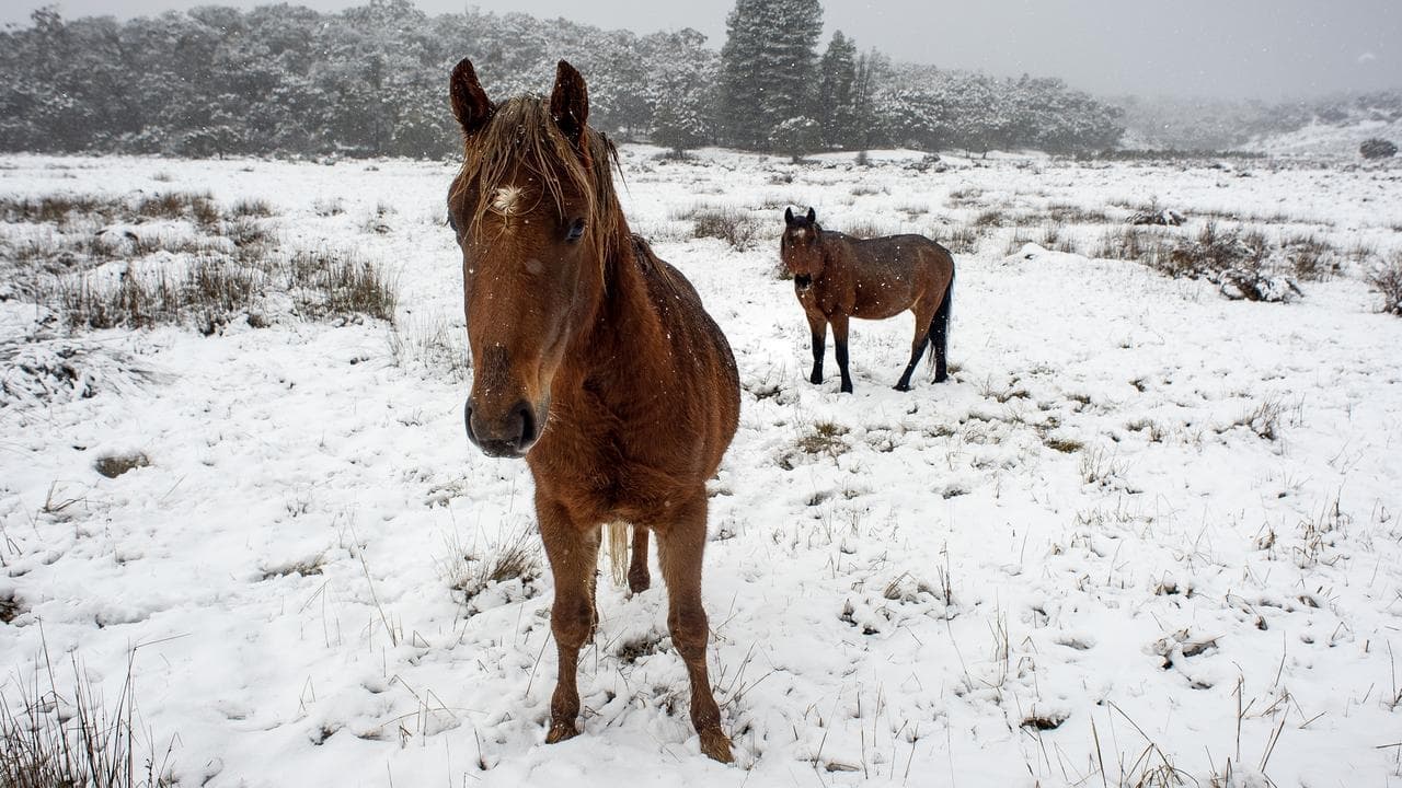 Brumbies' special protection in alpine park set for axe