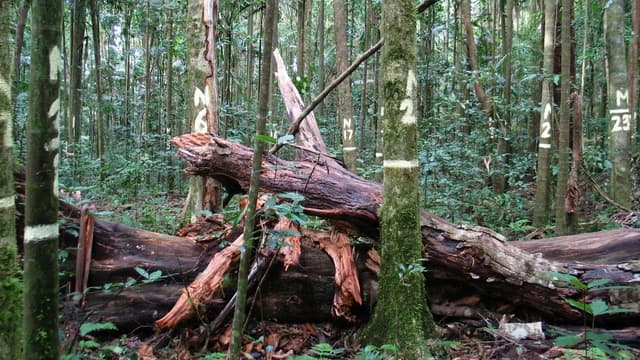 Australia’s wet tropics no longer drawing down carbon