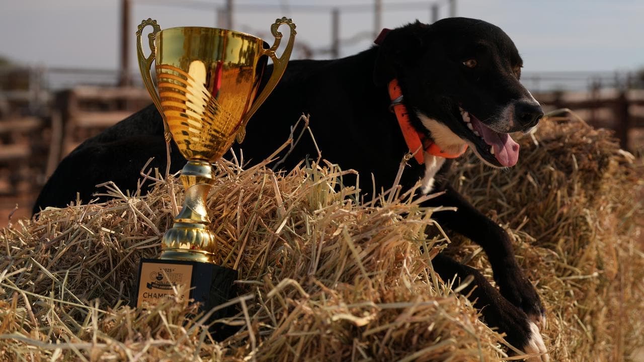 Dashing Duke crowned best boy in working dog challenge