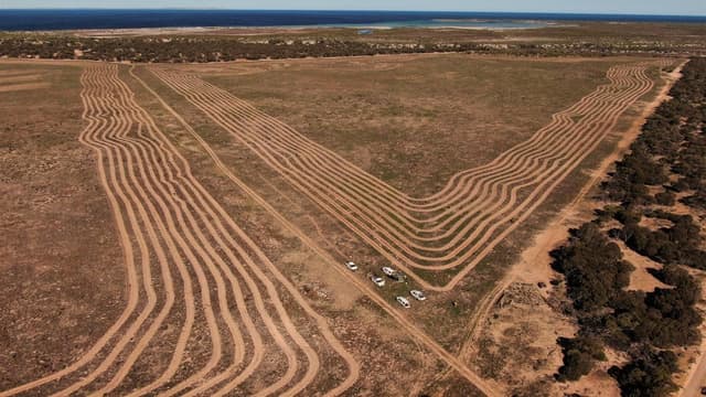 Native seed shortage 'undermines' Australia's eco goals