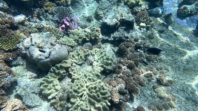 Reef fate bleak, not fatal, under coral-centric models