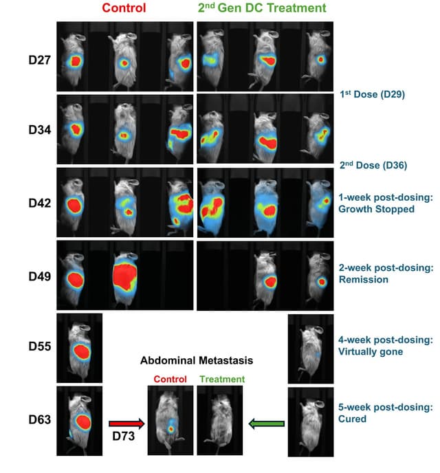 Lunai Bioworks achieves complete regression of both primary and metastatic pancreatic tumors in preclinical humanized models, marking a breakthrough in allogeneic cancer immunotherapy
