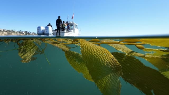 Rescue divers dispatched to save iconic giant kelp