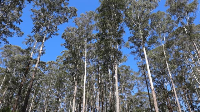 Federal environment laws 'won't fix' project backlog