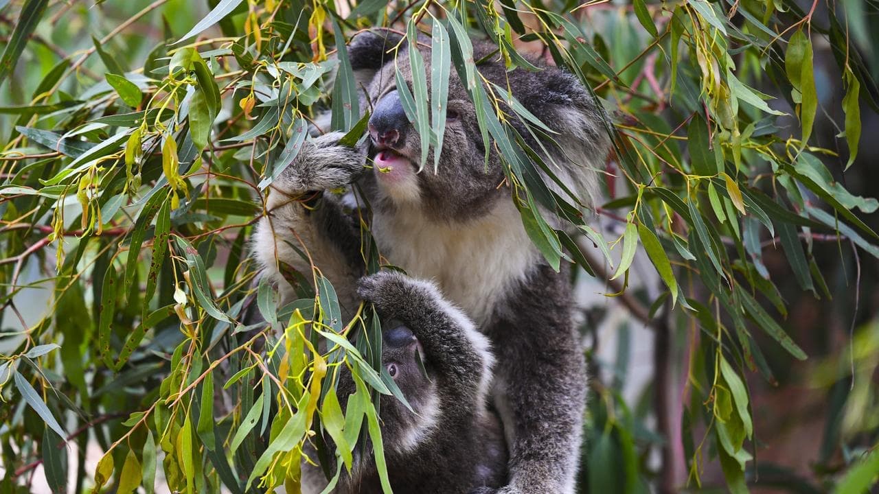 Labor faces major roadblocks in bid to pass nature laws