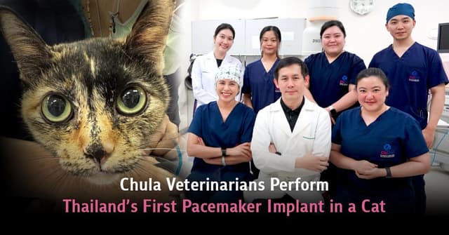 Chula Veterinarians Perform Thailand's First Pacemaker Implant in a Cat