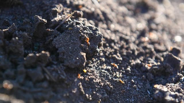 Push to ramp-up fire ant battle as new nest found