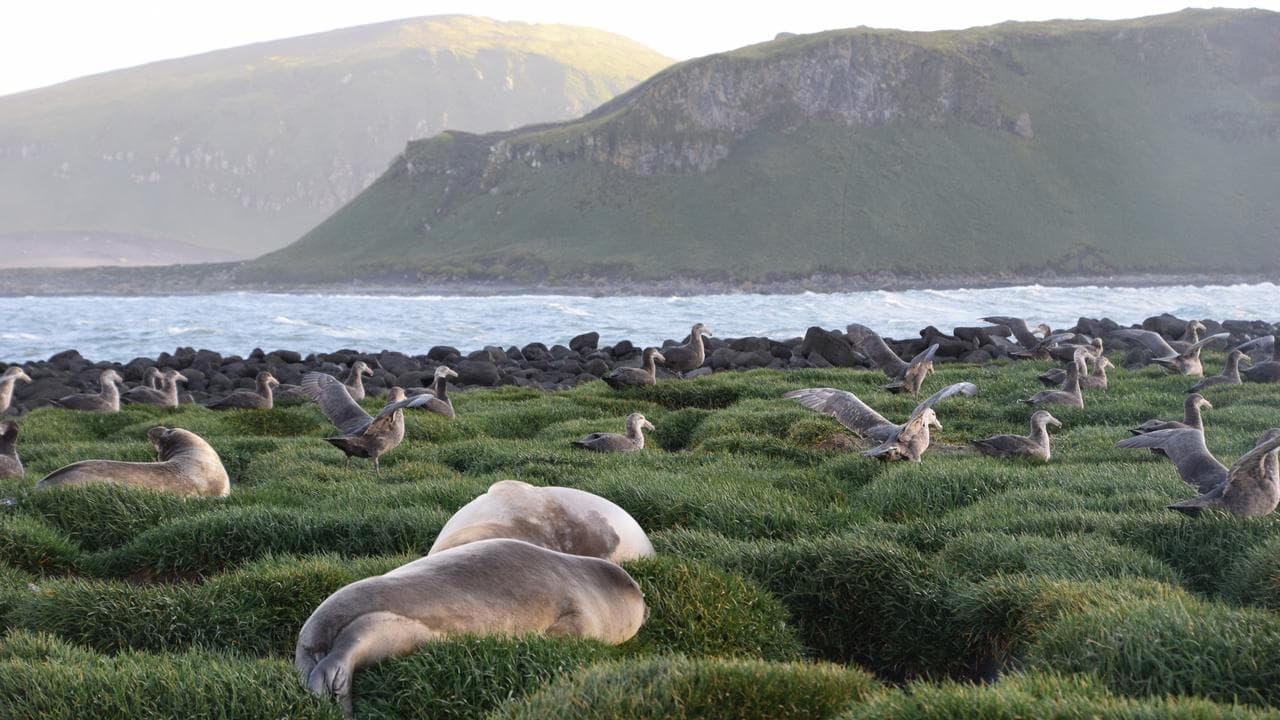 Deadly flu found on Australian sub-Antarctic island