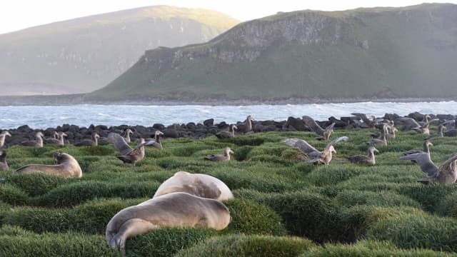 Deadly flu found on Australian sub-Antarctic island