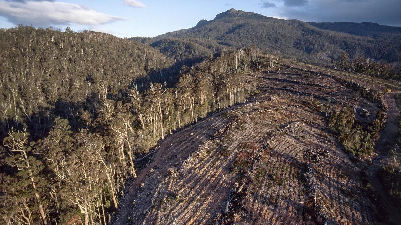 Dirty deal the death knell for forestry industry: Ley