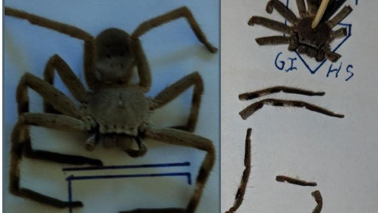 Clues unveiled in hunt for school bomb extortionist