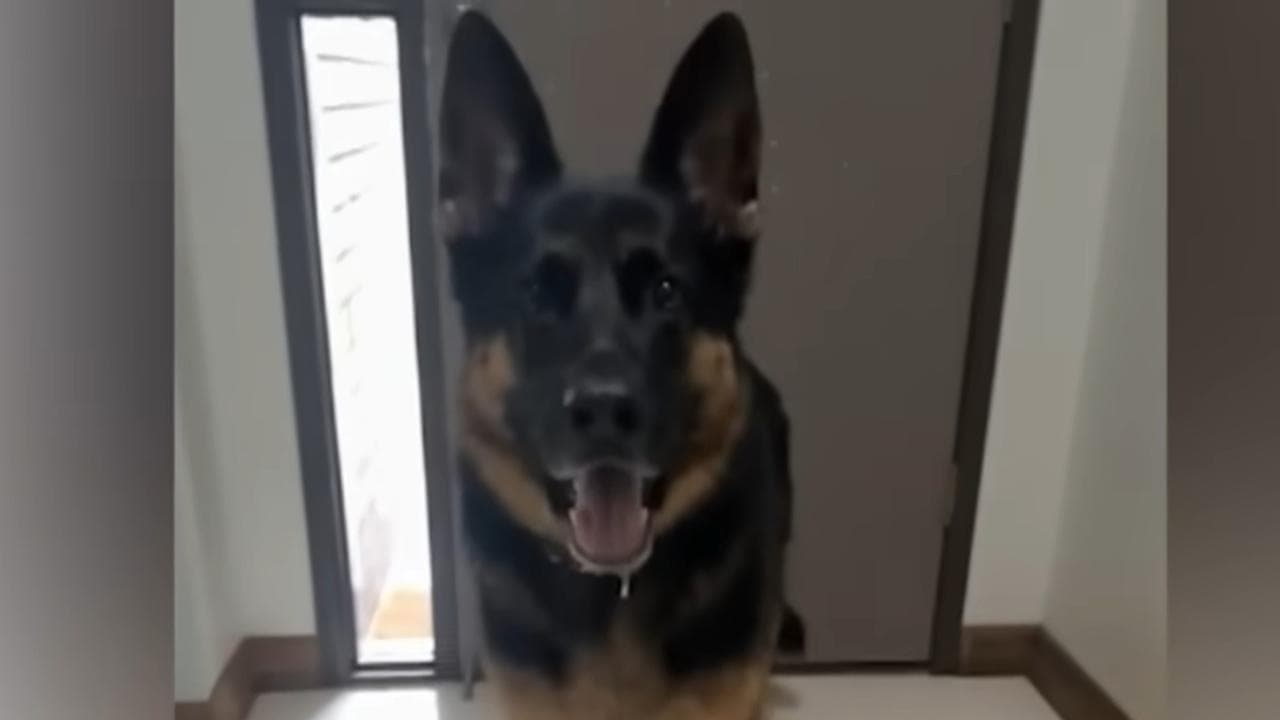 More charges for pet owner after dog found dead in car