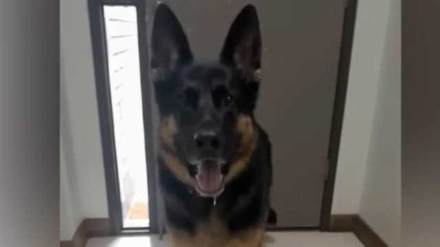 More charges for pet owner after dog found dead in car