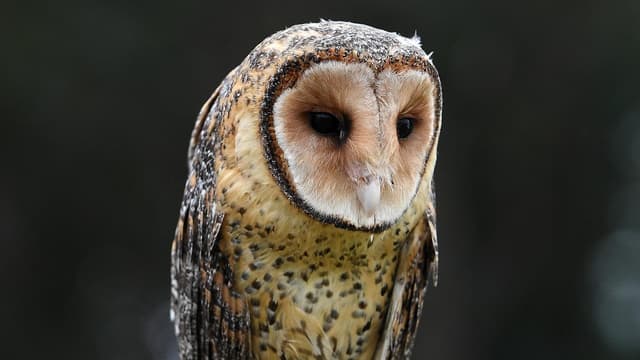 Rat poison that kills native animals taken off Amazon