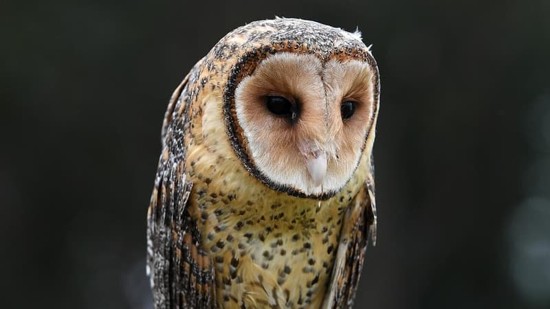 Rat poison that kills native animals taken off Amazon