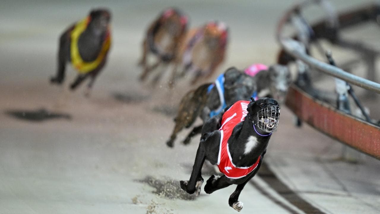 Dog racing review response pushes safety down the track