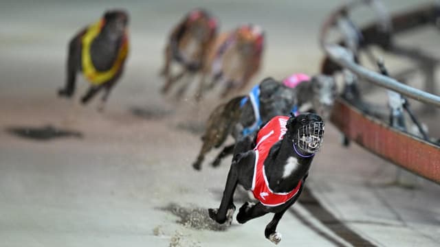 Dog racing review response pushes safety down the track