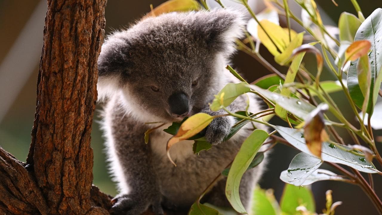 Koala 'misinformation' cry as population counts soar
