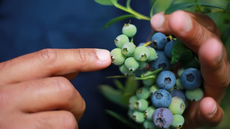 Pacific workers stay silent to keep their jobs