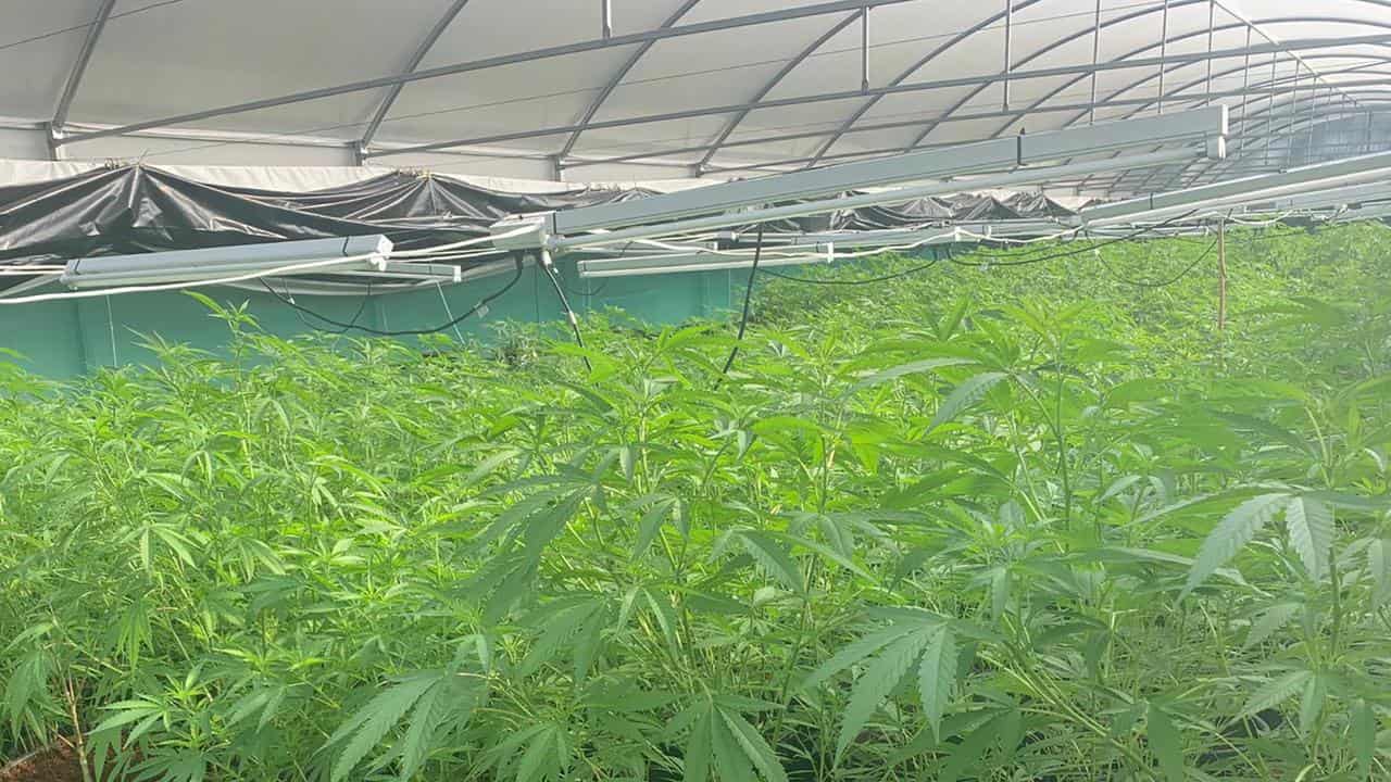 Rural Queensland farm raid sparks $23.1m cannabis bust