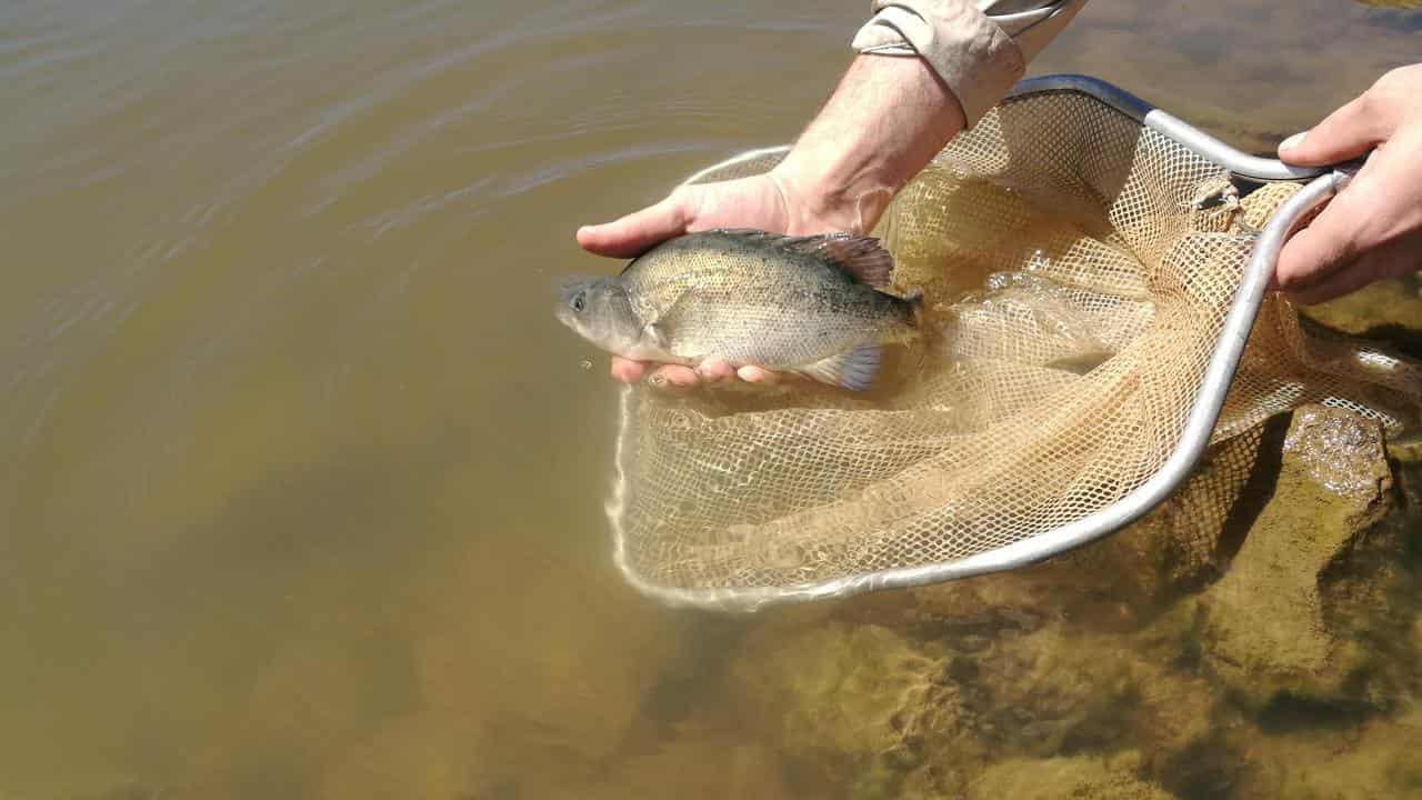 Victorian river wildlife bouncing back from flood havoc