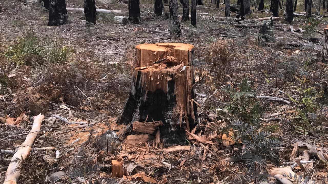 Three charged with stealing firewood from nature park