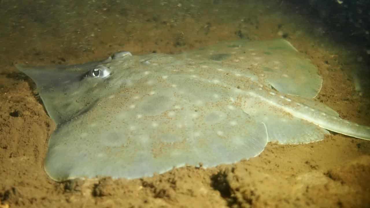 Plibersek demands 'extreme' action to save ancient fish